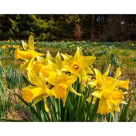 Summer House Eifel Comfortable *