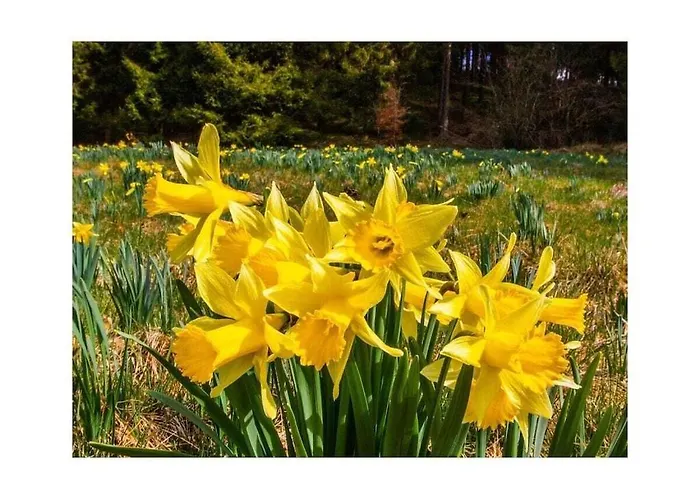 Summer House Eifel Comfortable *